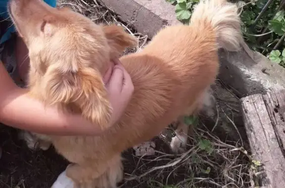 Пропала собака, переулок Спекова, Новозыбков - photo