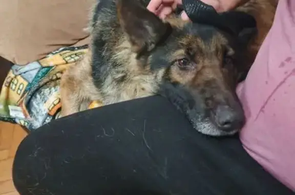 Найдена собака, Воронеж, фото: Найдена овчарка на Саврасова, Воронеж