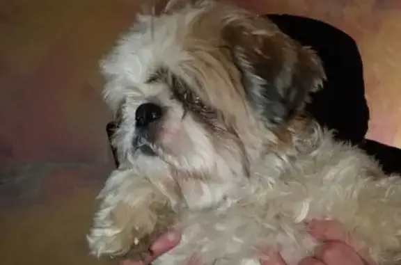 Пропала собака, Ногинск, МО - photo