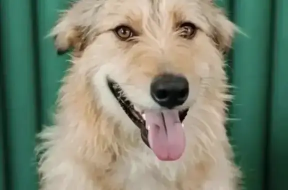 Найдена собака, Ханты-Мансийск, фото: Собака найдена в Ханты-Мансийске