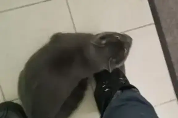 Найденные животные Калуга, фото: Кошка найдена: ул. Красная Гора, 14, Калуга