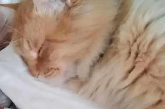 Пропала кошка на Инициативной, Волгоград - photo