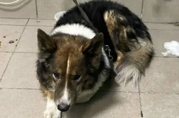 Объявления о пропавших и найденных животных, Мурманск, фото: Собака найдена на ул. Орликовой, 15, Мурманск