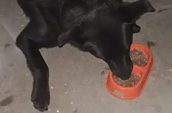 Объявления о пропавших и найденных животных, Нижний Новгород, фото: Собака найдена, Мещерский бул., Н. Новгород