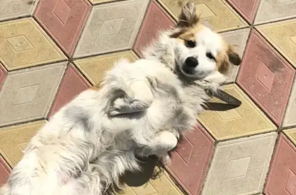 Пропала собака, ул. Герцена, 40, Темрюк - photo