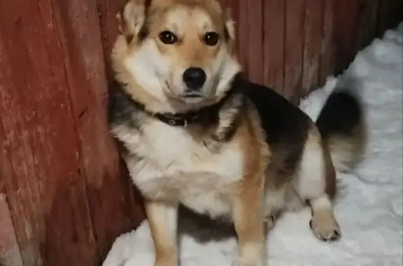 Пропала собака, Центральная ул., Шептаки - photo