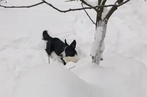 Собаки потеряшки, Жаворонки, фото: Потеряшка собака, Жаворонки, 1-я Советская 18