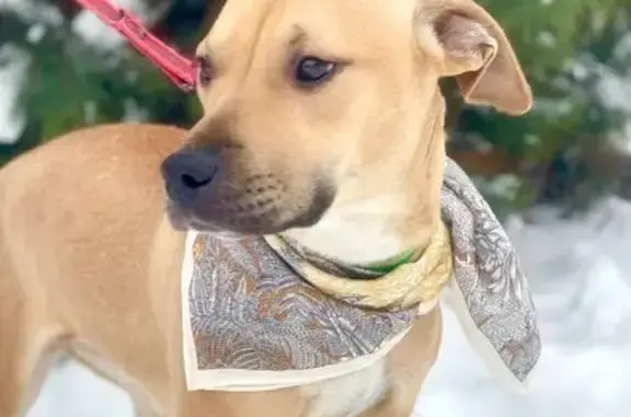 Найдена собака, Новоникольское, фото: Собака найдена: Краснопрудная, Новоникольское