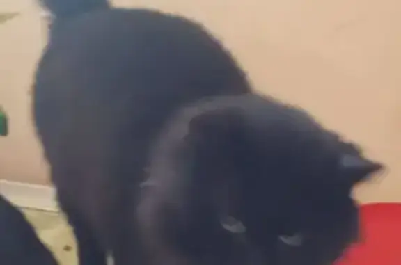 Пропала кошка, Луговая ул., 2, Боровск - photo