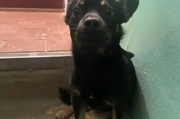 Собаки потеряшки, Белоусово, фото: Потеряшка щенок Мафик, Гурьянова 30, Белоусово