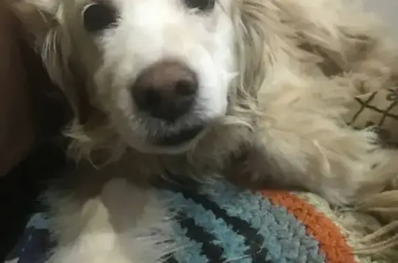 Собака пропала у д. Пупышино, ул. Водников, 1 - photo