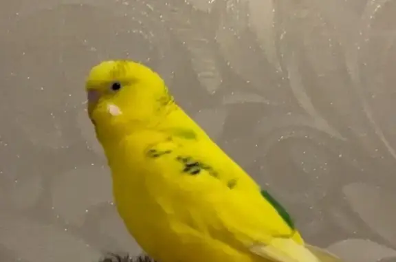 Потерянные животные Самара, фото: Пропала птица, Стационарный пер., 11, Самара