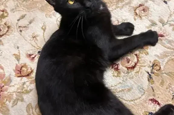 Объявления о пропавших и найденных животных, Чебоксары, фото: Чебоксары: найден черный кот, Гражданская 48