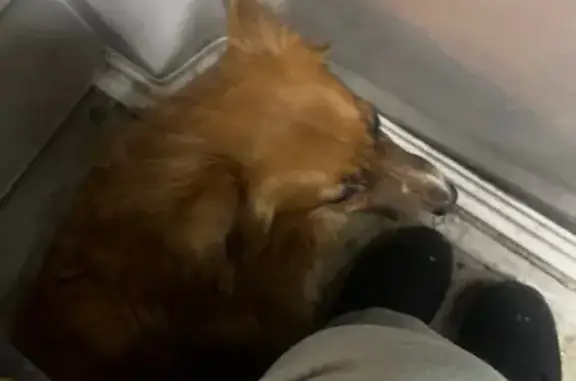 Найдена собака, Дзержинский, фото: Собака найдена на Угрешской ул., Дзержинский