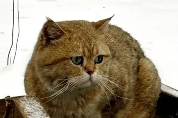 Найдена кошка, Балашиха, фото: Найдена кошка, Балашиха, МО