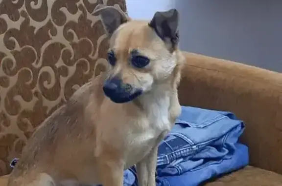 Пропала собака, ул. Мусоргского 17, Краснодар - photo