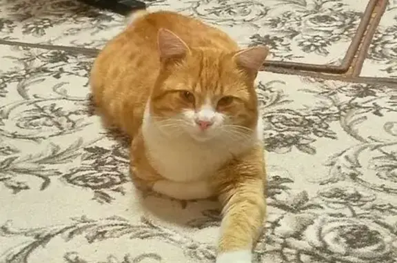 Кошки потеряшки, Геленджик, фото: Потеряшка кошка, Новороссийская 55, Геленджик