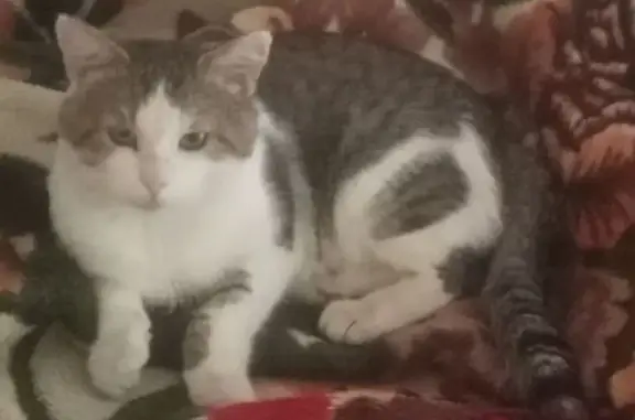 Пропал кот, Заречный, Кубанская, Оренбург - photo