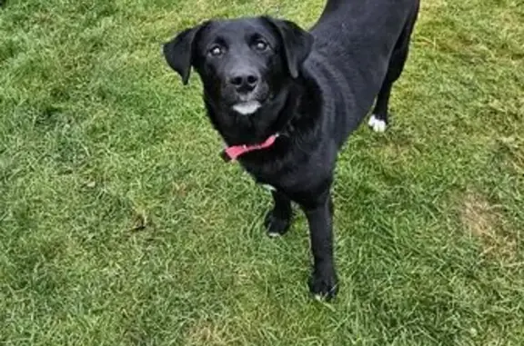 Найдена собака, Орёл, фото: Найдена собака: Комсомольский пер., 30