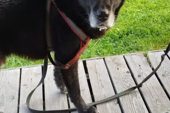 Пропала собака, Мичуринская 19, Петрозаводск - photo