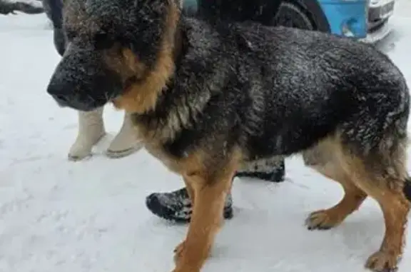 Найдена собака, Одинцово, фото: Овчарка найдена: Можайское шоссе, Одинцово