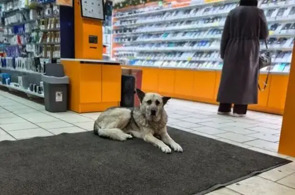 Найдена собака, Калининград, фото: Собака найдена на Гайдара 120, Калининград