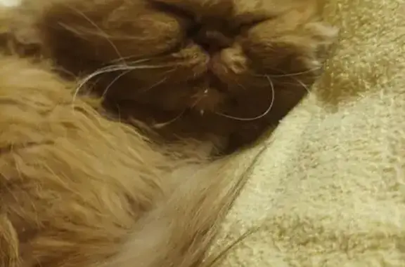 Найдена кошка, Санкт-Петербург, фото: Найден рыжий перс, Серебристый бул., 34