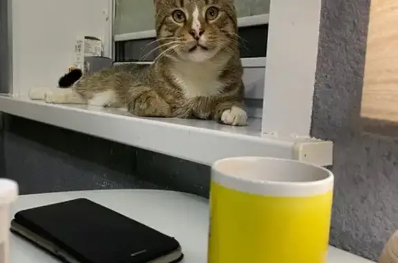 Пропала кошка, 3-я Трубецкая, 15, Ижевск - photo