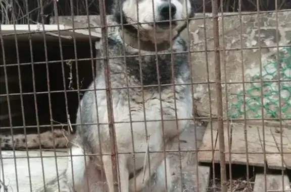 Собаки потеряшки, Жилина, фото: Потеряшка собака, Болховское шоссе, Жилина