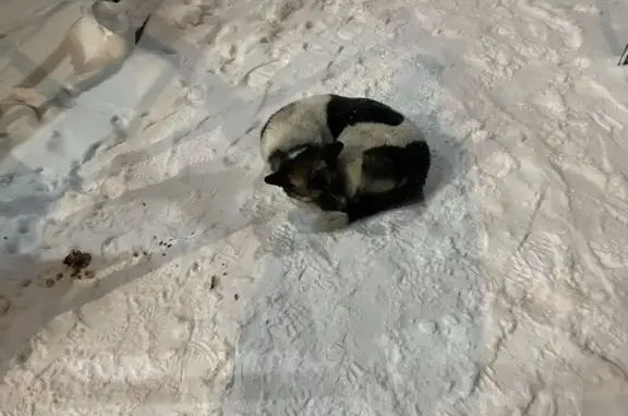 Найдена собака, Зеленоградский, фото: Собака найдена у подъезда: Зелёный Город, 1