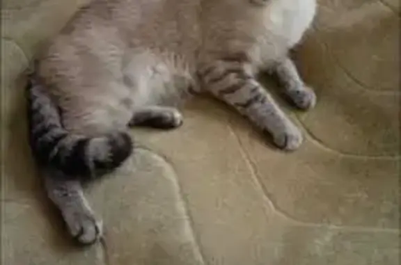 Пропала кошка, Обход г. Новокузнецка - photo