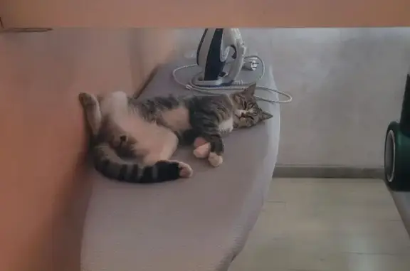 Пропал кот, ул. Гоголя 272, Армавир - photo