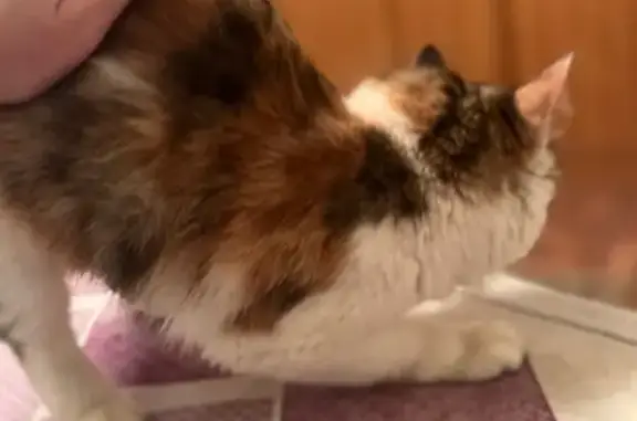 Найденные животные Оренбург, фото: Кошка найдена: Салмышская ул, 37, Оренбург