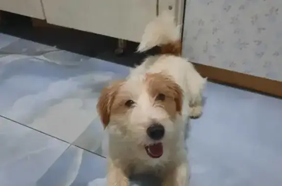 Собаки потеряшки, Иваново, фото: Потеряшка Джек Рассел, ул. Белороссова, 15