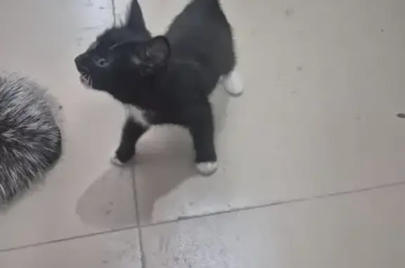 Объявления о пропавших и найденных животных, Абакан, фото: Котёнок найден на Кирова, Абакан