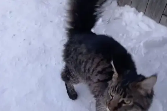 Найдена кошка, Челябинск, фото: Кошка найдена, ул. Гоголя 1А, Челябинск