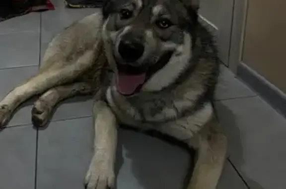 Объявления о пропавших и найденных животных, Новороссийск, фото: Собака найдена в Новороссийске, Краснодарский край