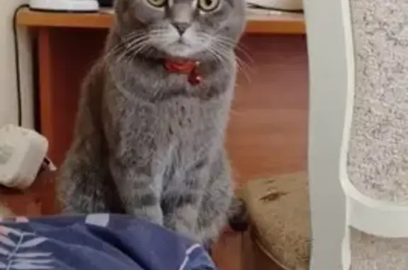 Найдена кошка, Усть-Мана, фото: Кошка найдена: Подгорная 6А, Усть-Мана