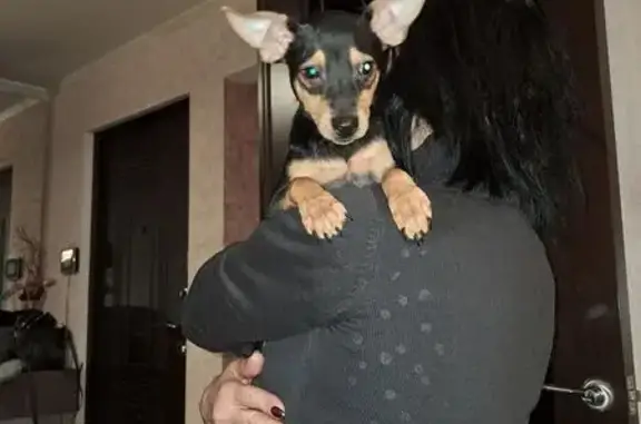 Найдена собака, Подольск, фото: Щенок пинчера найден: Электромонтажный пр., 3