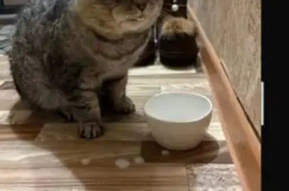 Пропала слепая кошка, Колосовская, Елабуга - photo