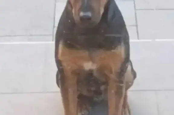 Собаки потеряшки, Ессентуки, фото: Потеряшка собака на Взлётной, 2, Ессентуки