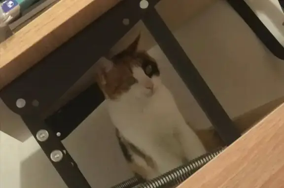 Пропала кошка, ул. Берёзка 10/1, Оренбург - photo