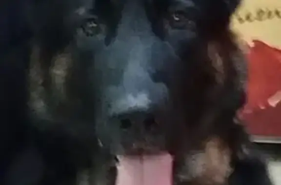 Пропала собака, Гражданская 8, Челябинск - photo