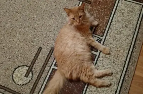 Пропала кошка, ул. Никитина 64, Новосиб. - photo