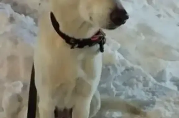 Найдена собака, Серпухов, фото: Найдена собака, Юбилейная 7, Серпухов