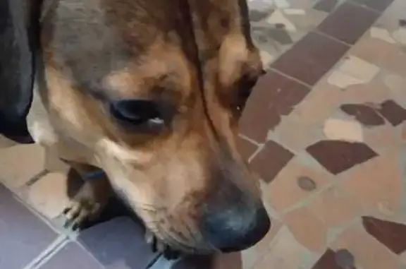 Найдена собака, Кисловодск, фото: Собака найдена: пр. Победы, 130, Кисловодск