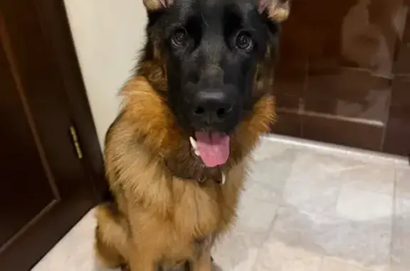 Собаки потеряшки, Раменское, фото: Потеряшка собака, Крымская ул., 3, Раменское