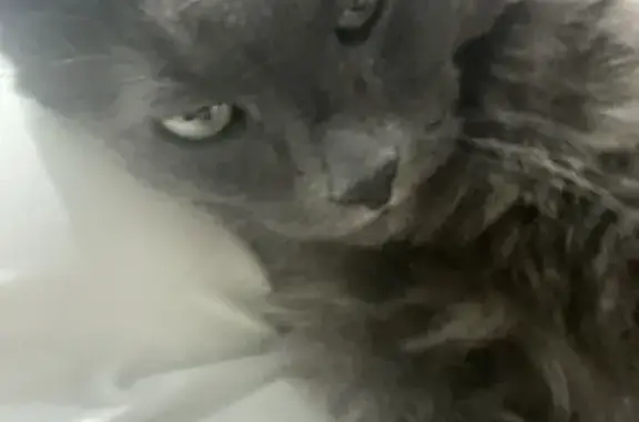 Кошки потеряшки, Балахна, фото: Потеряшка кошка, ул. Кирова, 11, Балахна