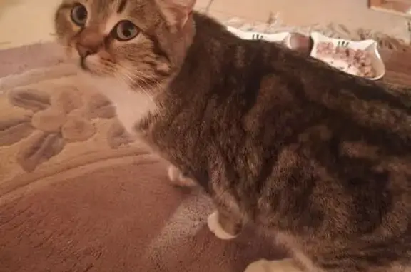 Найдена кошка, Долгодеревенское, фото: Кошка найдена у кольца Долгодеревенское