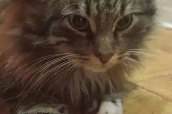 Найдена кошка, Ижевск, фото: Найдена кошка, ул. Ленина, д. 19